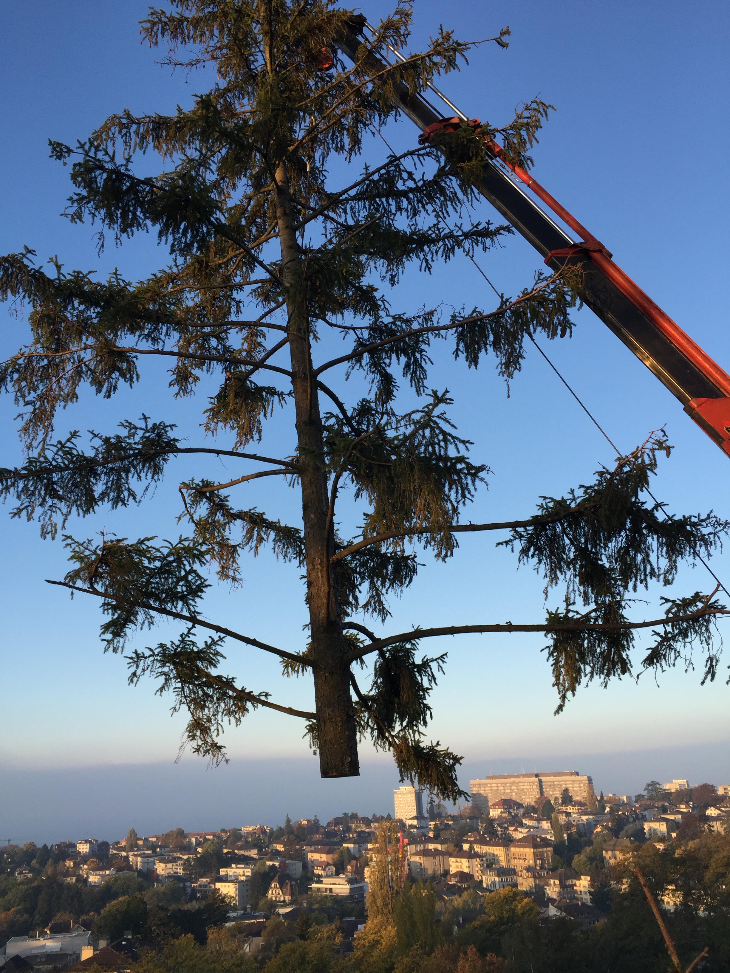 Étêtage d'arbre dans le Jura — SAS POLYVIER